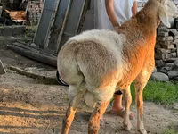 Қӯчқор, Arashan sheep — акс 1