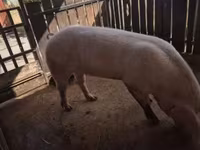 Boar, Pigs — photo 1