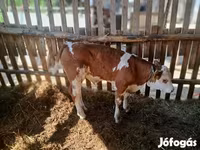Býk, Simmental cattle — foto 6
