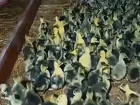 Geese — عکس 5