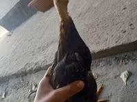 Chickens — foto 2