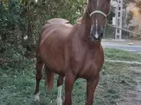 اسب نر, Kisber felver — عکس 5