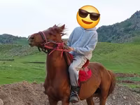 Aygır, Anglo-Arabian — foto 5