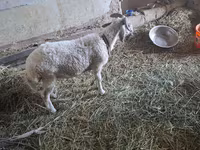 山羊（批次，未指定性别）, Goats — 照片 7