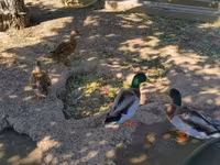 Ducks — sawirka 5