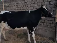 Koe, Holsteinras — foto 6