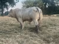 ወንድ በሬ, Charolais cattle — ፎቶ 4
