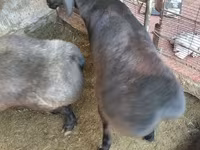 Beran, Arashan sheep — foto 1