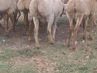 میش, گوسفند — عکس 1