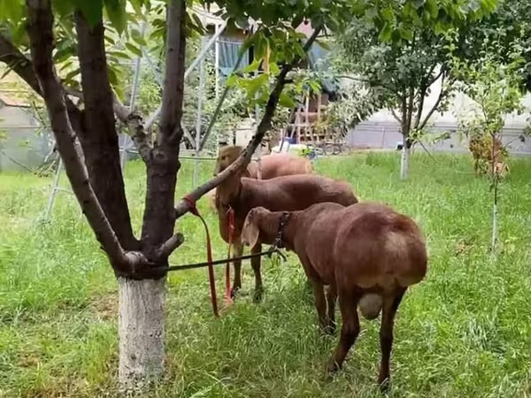 Bélier, Moutons