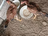 Chickens — foto 6