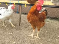 Chickens — Foto 1