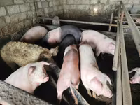 सूअर (लॉट, लिंग निर्दिष्ट नहीं), सूअर — फ़ोटो 2