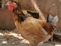 Chickens — foto 4