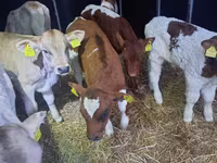 گاو نر, Simmental cattle — عکس 2