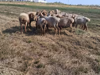 Ovce, Hissar sheep — foto 4
