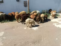 بھیڑیں (گروپ، جنس مذکور نہیں), بھیڑیں — تصویر 6