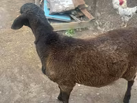 แกะตัวผู้, Rhon sheep — รูปภาพ 1