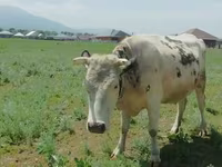 Krava, Simmental cattle — foto 4
