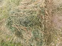 Сено в тюках (прямоугольные кипы) - Заготовлено на луговых угодьях; - — foto 3