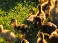 Ducks — foto 1
