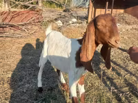 Ешкі, Kamori goats — 6-сурет