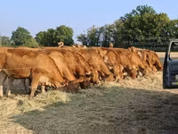 ላም, Limousin cow — ፎቶ 3