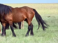 Cavallo, Soviet Heavy draft — foto 3