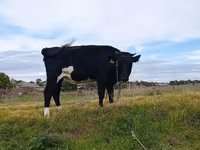 گاو ماده, Russian Black pied cattle — عکس 1
