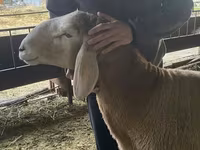 Widder, Hissar sheep — Foto 4