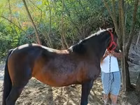 Kuda betina, Horses — foto 7