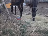 ม้าตัวผู้, Nonius horse — รูปภาพ 2