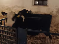 Bulle, Russian Black pied cattle — Foto 5