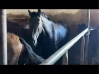 Kuda jantan, Kazakh horse — foto 6