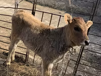 Mucca, Bovini — foto 4