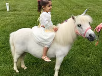 Stute, Miniature horse — Foto 7