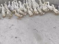 Ducks — عکس 1