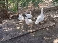 Ducks — 1 зураг