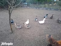Ducks — fotografija 7