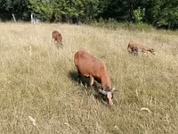 قوچ, Cameroon sheep — عکس 4