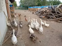 Geese — foto 1