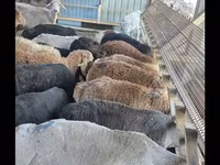 แกะตัวเมีย, Tian-Shan semifinewool sheep — รูปภาพ 3