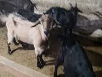 بز نر, Alpine goat — عکس 6