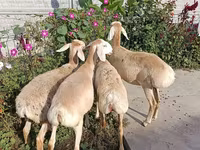 Koyun, Koyunlar — foto 3