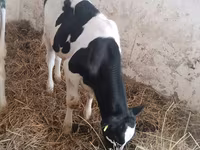 गाय, Russian Black pied cattle — फ़ोटो 5