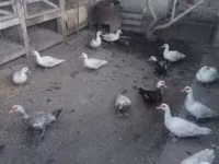 Ducks — foto 1