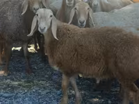 Beran, Arashan sheep — foto 3