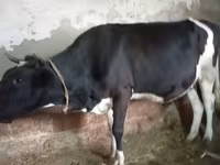 Կով, Russian Black pied cattle — լուսանկար 7