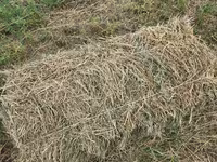 🌾 Сено после семенника 🌾 Продам сено, после обмолота. кастра Без — foto 5