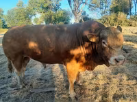 Buğa, Limuzin inəyi — foto 1